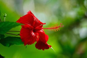 What You Need to Know About Hibiscus Tea for Scalp Care